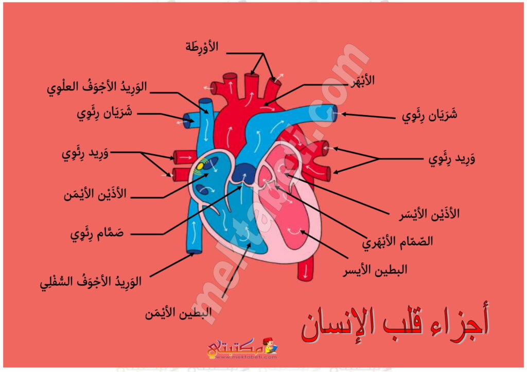 أجزاء قلب الإنسان مكتبتي المنصة التعليمية